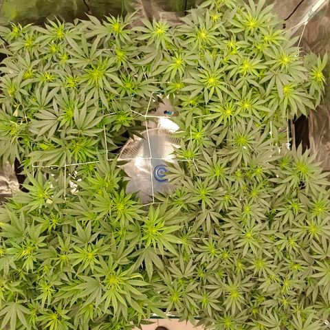 Bruce Banner #5 growlog timeline photo