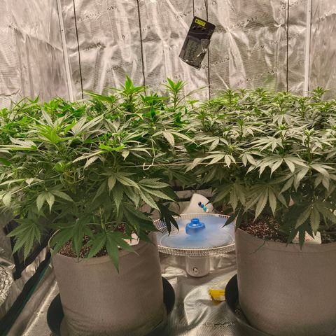Bruce Banner #5 growlog timeline photo