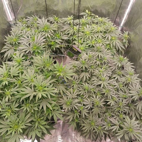 Bruce Banner #5 growlog timeline photo
