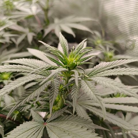 Bruce Banner #5 growlog timeline photo