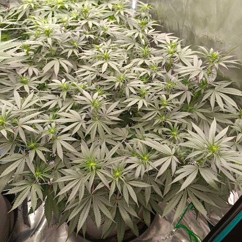 Bruce Banner #5 growlog timeline photo