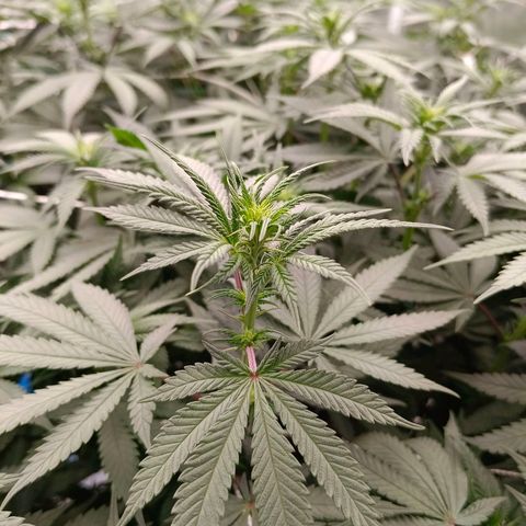 Bruce Banner #5 growlog timeline photo