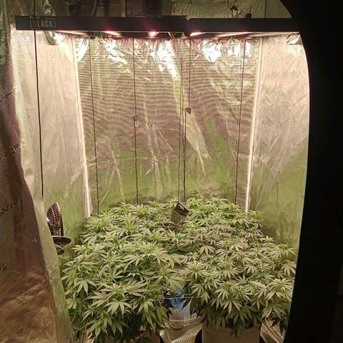 Bruce Banner #5 growlog timeline photo