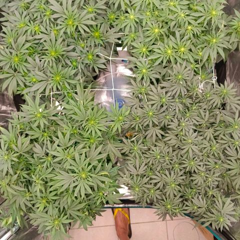 Bruce Banner #5 growlog timeline photo