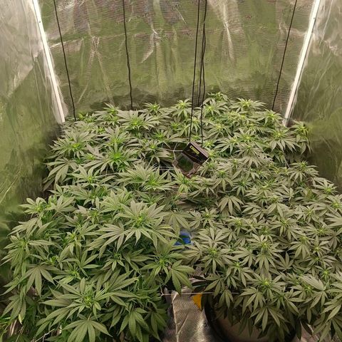 Bruce Banner #5 growlog timeline photo