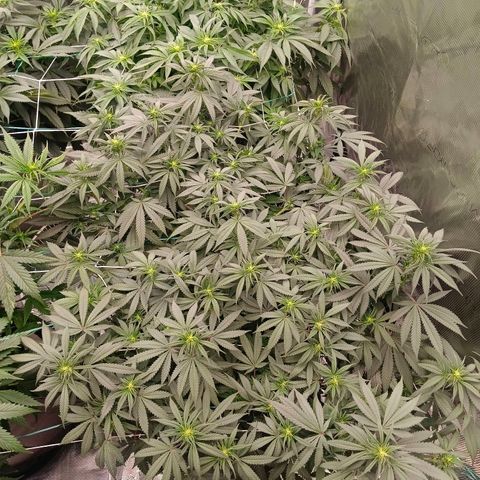 Bruce Banner #5 growlog timeline photo