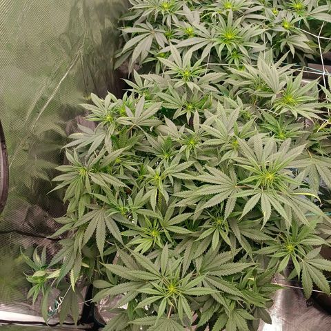 Special Skunk - Bulk seed bank growlog timeline photo