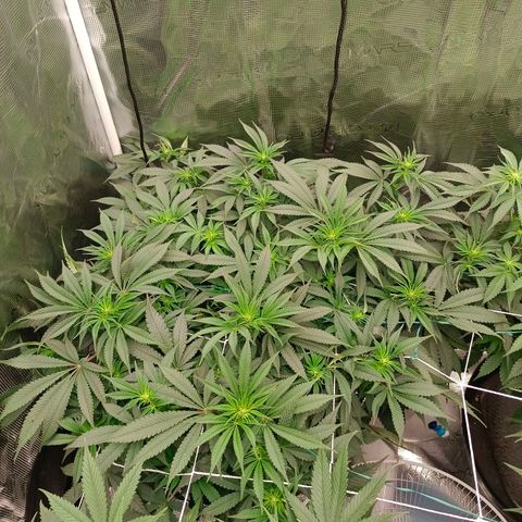 Mimosa x Orange Punch #1 growlog timeline photo