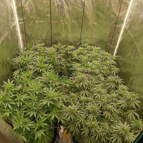 Bruce Banner #5 growlog timeline photo