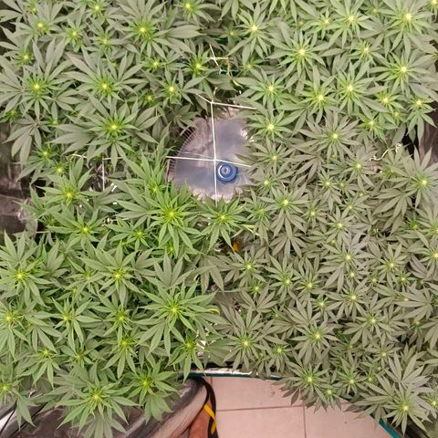 Bruce Banner #5 growlog timeline photo