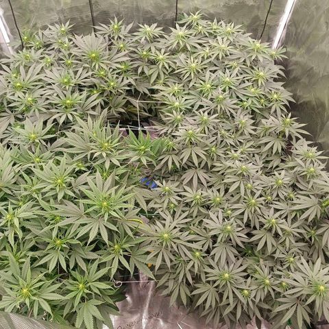 Bruce Banner #5 growlog timeline photo