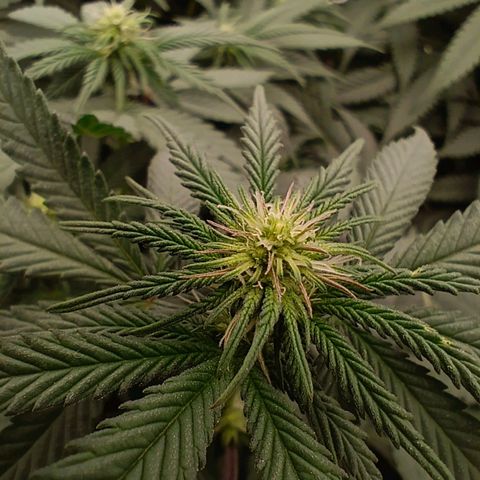 Bruce Banner #5 growlog timeline photo