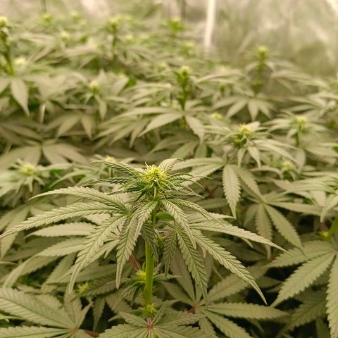 Bruce Banner #5 growlog timeline photo