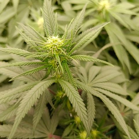 Bruce Banner #5 growlog timeline photo