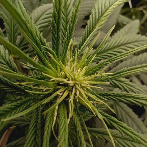 Special Skunk - Bulk seed bank growlog timeline photo