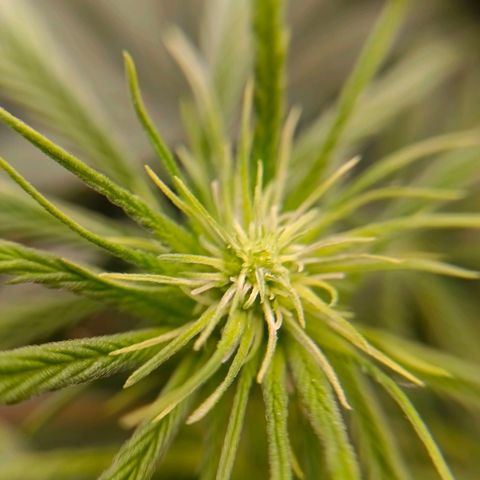 Special Skunk - Bulk seed bank growlog timeline photo