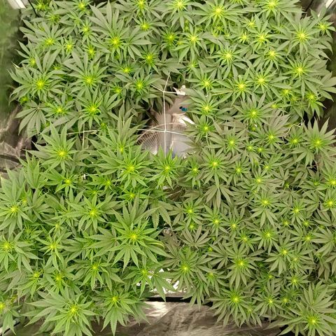Bruce Banner #5 growlog timeline photo