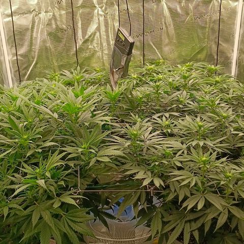 Bruce Banner #5 growlog timeline photo