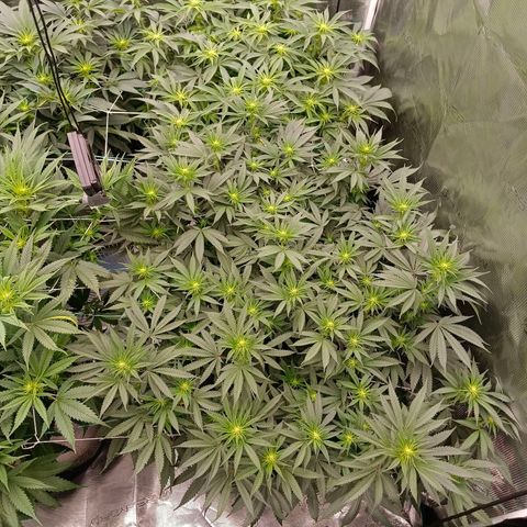 Bruce Banner #5 growlog timeline photo