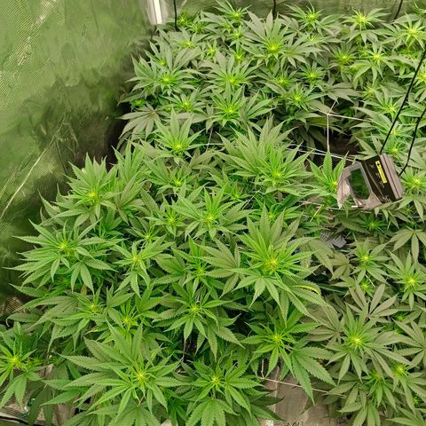 Special Skunk - Bulk seed bank growlog timeline photo