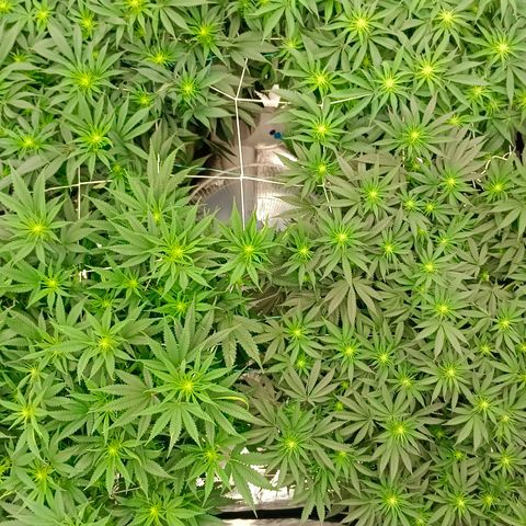 Bruce Banner #5 growlog timeline photo
