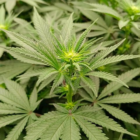 Bruce Banner #5 growlog timeline photo