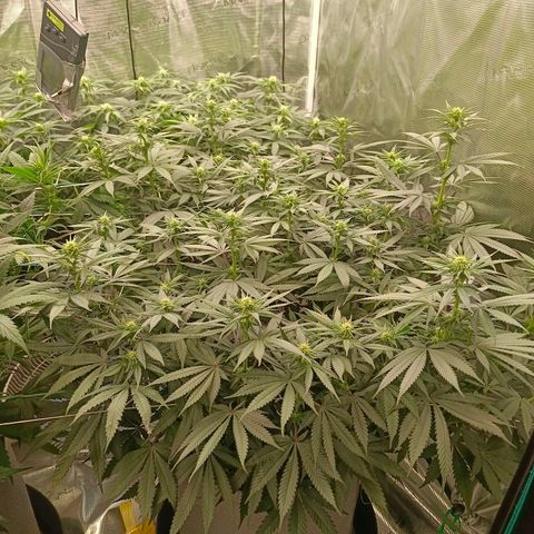 Bruce Banner #5 growlog timeline photo