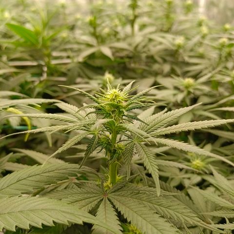 Bruce Banner #5 growlog timeline photo
