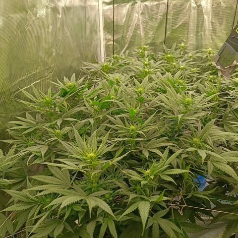 Special Skunk - Bulk seed bank growlog timeline photo