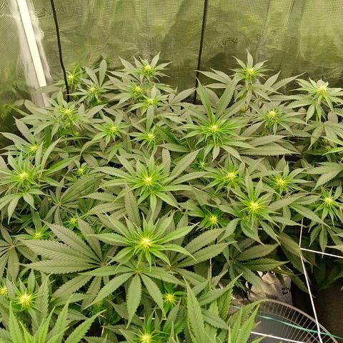 Mimosa x Orange Punch #1 growlog timeline photo