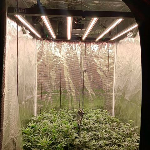 Bruce Banner #5 growlog timeline photo
