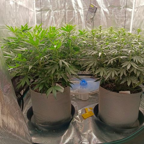 Bruce Banner #5 growlog timeline photo
