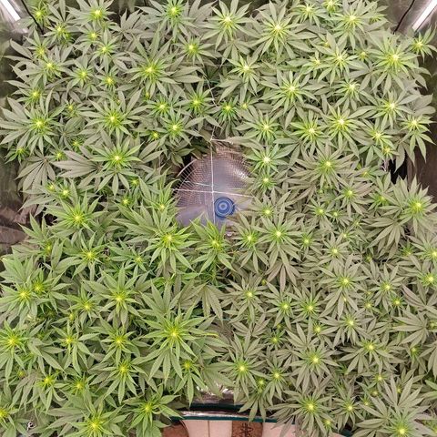 Bruce Banner #5 growlog timeline photo