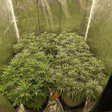 Bruce Banner #5 growlog timeline photo