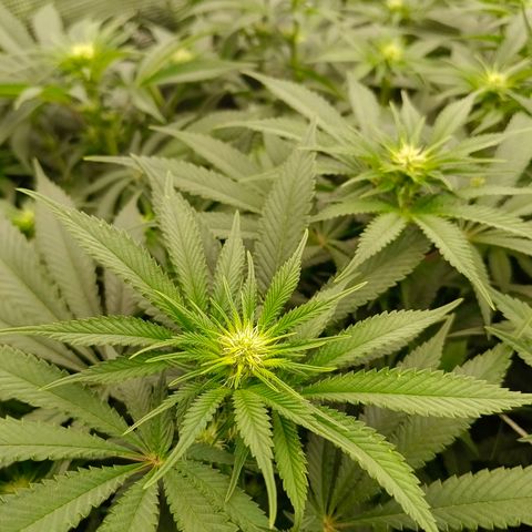 Mimosa x Orange Punch #1 growlog timeline photo
