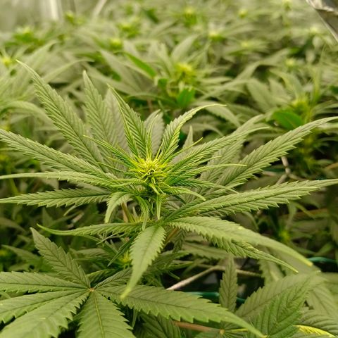 Special Skunk - Bulk seed bank growlog timeline photo