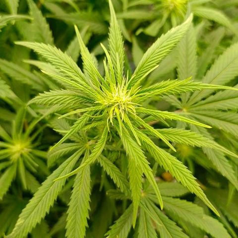 Special Skunk - Bulk seed bank growlog timeline photo