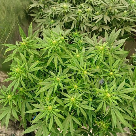 Special Skunk - Bulk seed bank growlog timeline photo