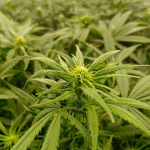 Special Skunk - Bulk seed bank growlog timeline photo