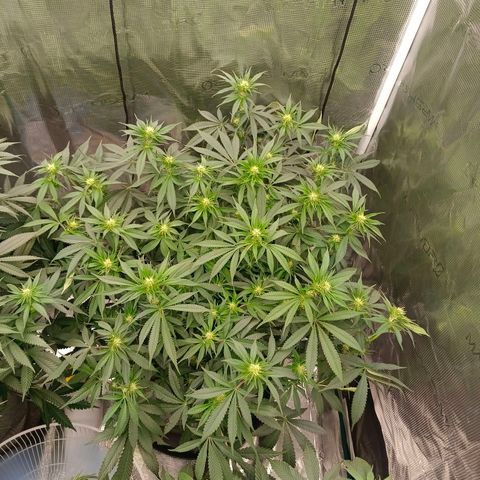 Mimosa x Orange Punch #1 growlog timeline photo