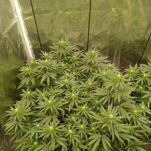Bruce Banner #5 growlog timeline photo