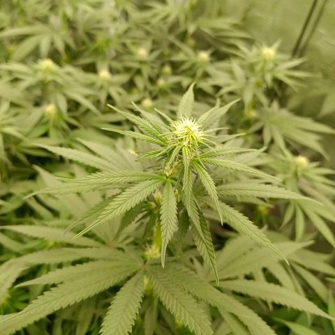 Bruce Banner #5 growlog timeline photo