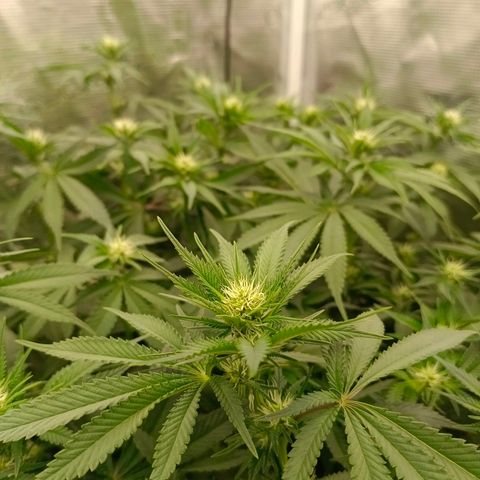 Mimosa x Orange Punch #1 growlog timeline photo