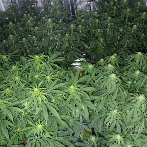 Bruce Banner #5 growlog timeline photo