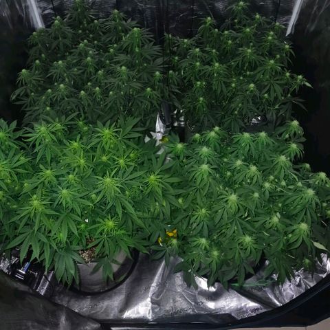 Bruce Banner #5 growlog timeline photo