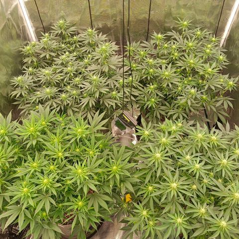 Bruce Banner #5 growlog timeline photo