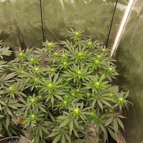 Mimosa x Orange Punch #1 growlog timeline photo