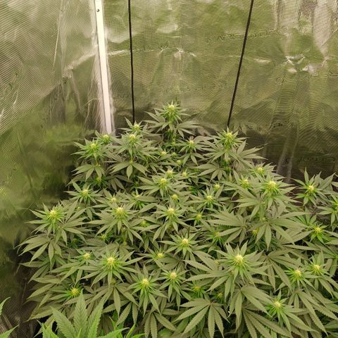 Bruce Banner #5 growlog timeline photo