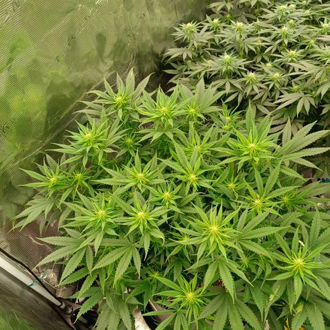 Special Skunk - Bulk seed bank growlog timeline photo