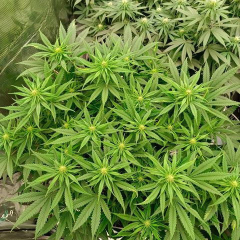Special Skunk - Bulk seed bank growlog timeline photo